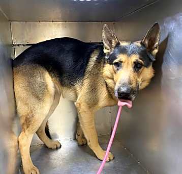 Photo of AMIGO