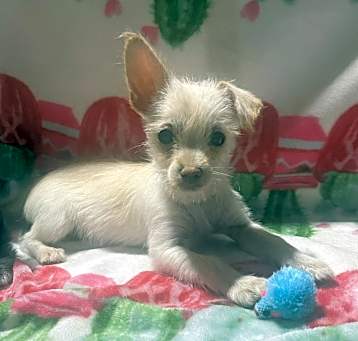 Photo of Zeke