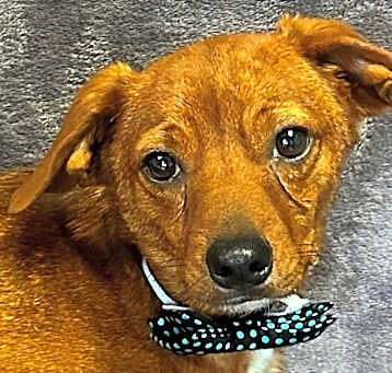 Photo of Dasher