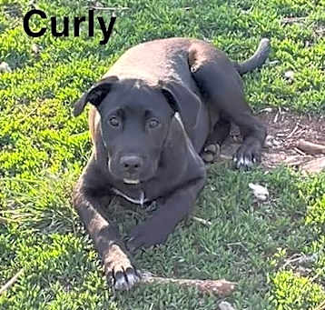 Photo of Curly