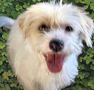 Photo of Darla
