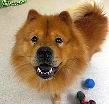 Photo of Caesar