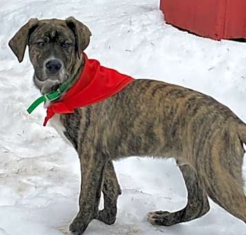 Photo of Remington