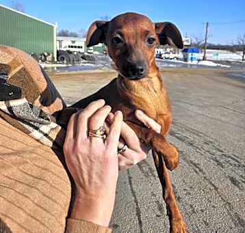 Photo of Maverick ***FOSTER NEEDED***