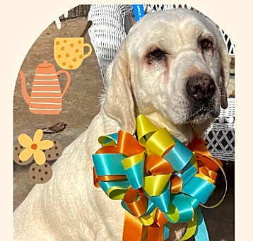 Photo of Annie