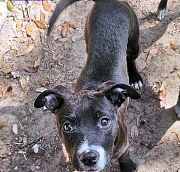 Photo of Roux