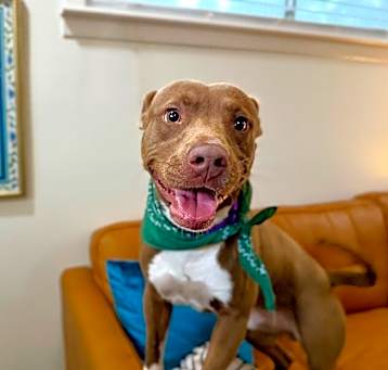 Photo of Ollie Ziggy the playful happy boy