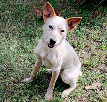 Photo of SADIE