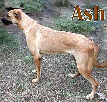 Photo of ASH
