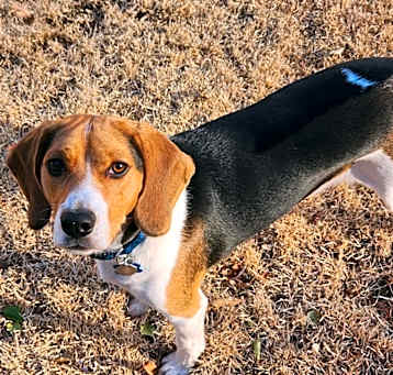Photo of Buddy