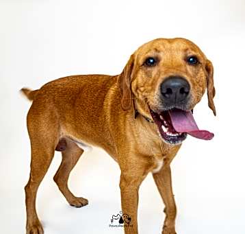 Photo of Dexter