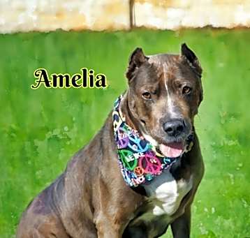 Photo of Amelia