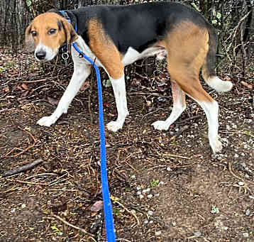 Photo of Cooper