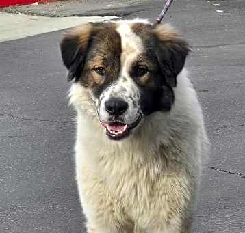 Photo of Archie