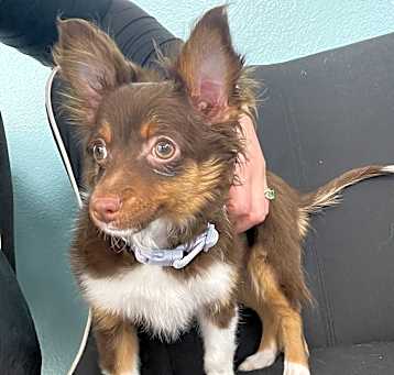 Photo of Stella