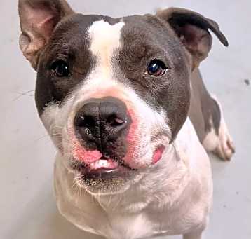 Photo of Koda
