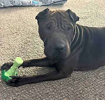 Photo of Gus