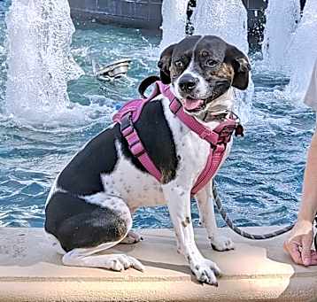 Photo of Bella