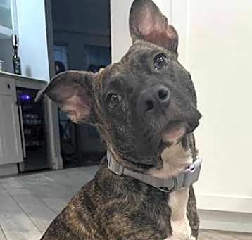 Photo of Luna