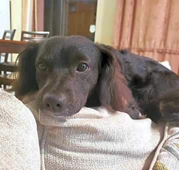 Photo of Bear
