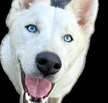 Photo of Domino