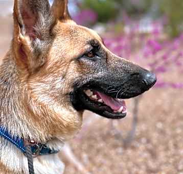 Photo of Bennet