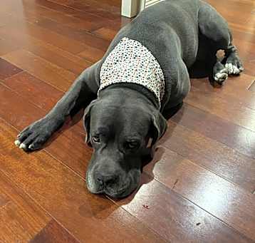 Photo of Rocco
