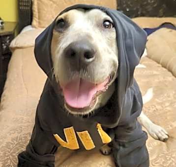 Photo of Stubby