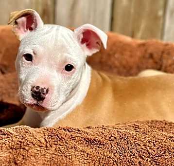 Photo of Duchess