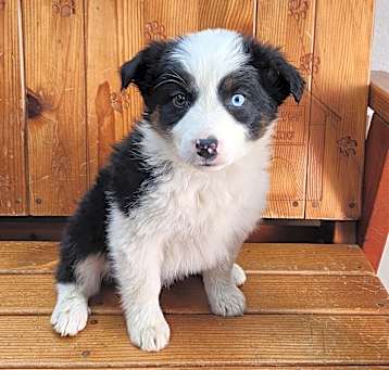 Photo of Isaboo