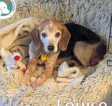 Photo of LOUISE