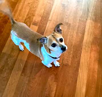 Photo of Gizmo