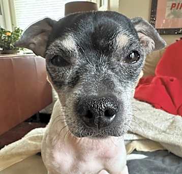 Photo of Dobby