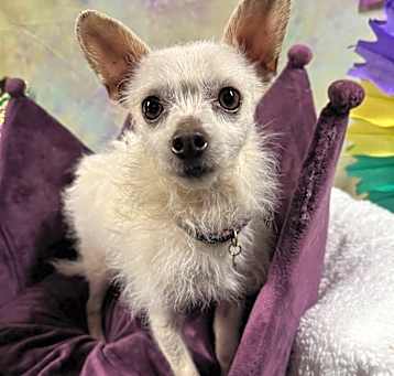 Photo of Tofu