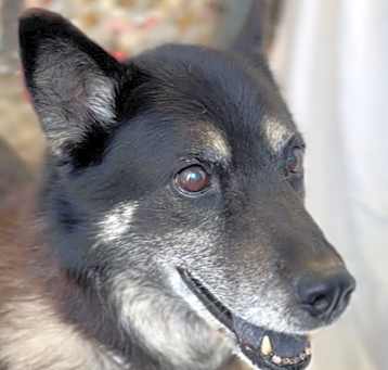 Photo of PASHA ~ Senior Lady! Sponsored Adopt Fee!