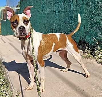 Photo of Chato