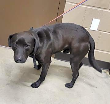 Photo of Maverick
