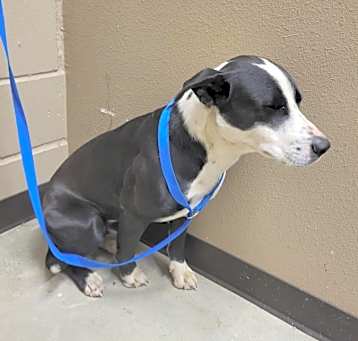 Photo of Goose