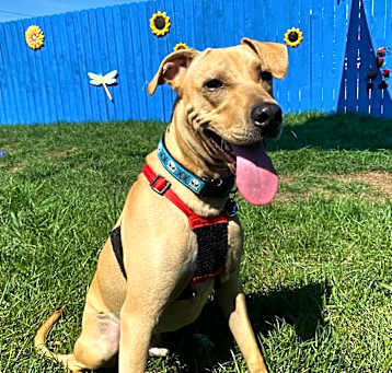 Photo of Odie