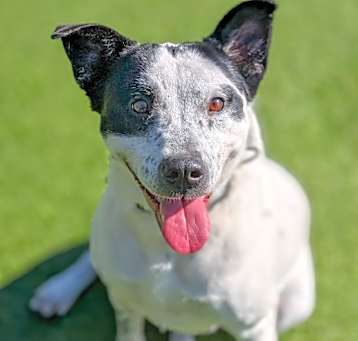Photo of Sweetie