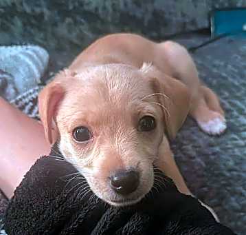 Photo of Buddy