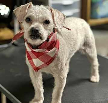 Photo of Ziggy