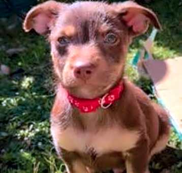 Photo of Scout