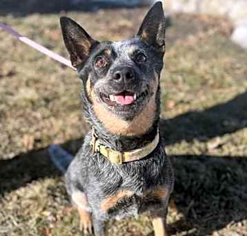 Photo of Dixie