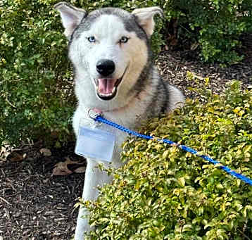 Photo of Sasha *Foster Needed*