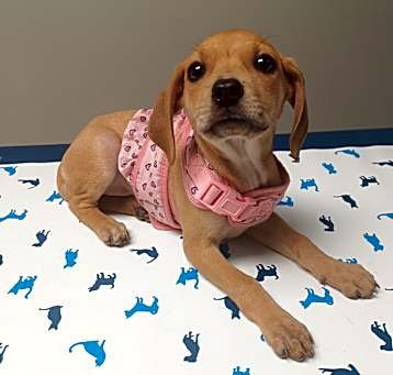 Photo of Blondie