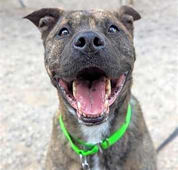 Photo of APOLLO