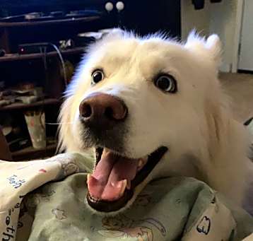 Photo of Pyper