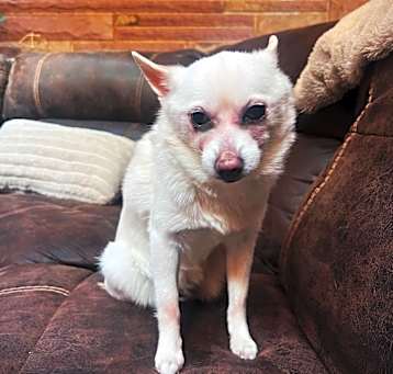 Photo of Guinevere 