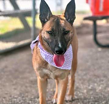 Photo of Buttercup